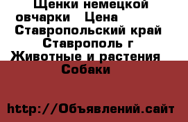 Щенки немецкой овчарки › Цена ­ 6 000 - Ставропольский край, Ставрополь г. Животные и растения » Собаки   